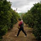 citrus greening research uc davis