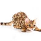uc davis mechanical aerospace engineering cat chemical odor analysis cristina davis