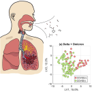 Infographic that depicts a person breathing out virus on the left and a graph on the right of COVID-19 stains