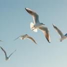 uc davis mechanical aerospace engineering bird flight christina harvey pnas