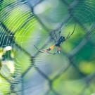 spider