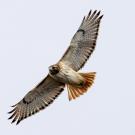 Hawk flying